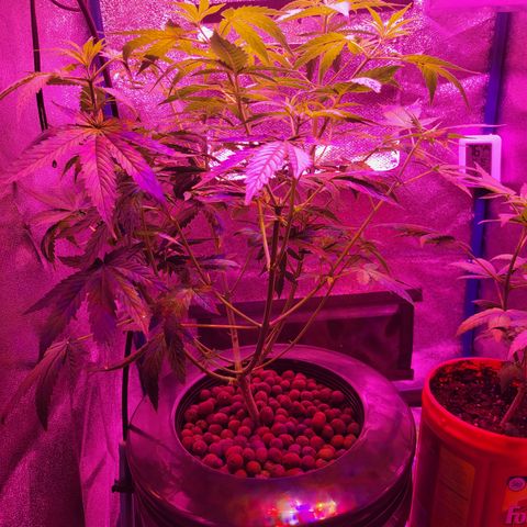 RoMelly growlog timeline photo