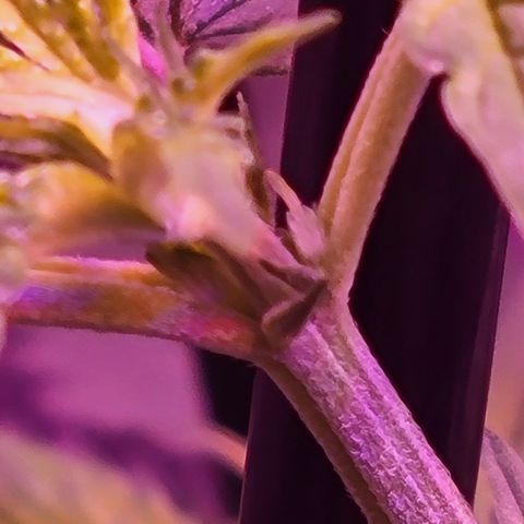RoMelly growlog timeline photo