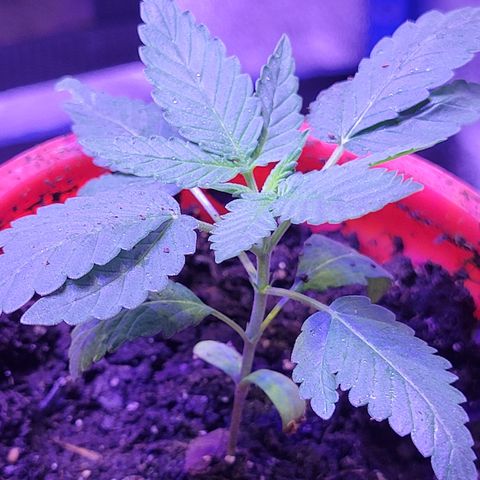 RoMelly growlog timeline photo