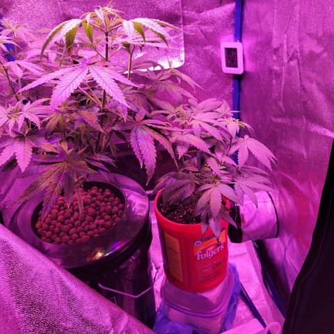 RoMelly growlog timeline photo