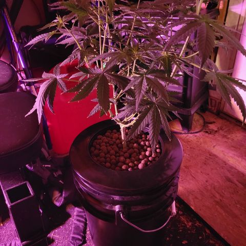RoMelly growlog timeline photo