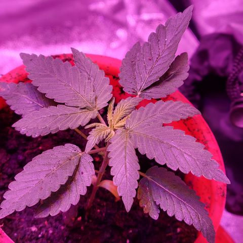 RoMelly growlog timeline photo