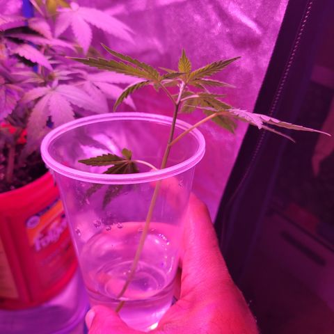 RoMelly growlog timeline photo