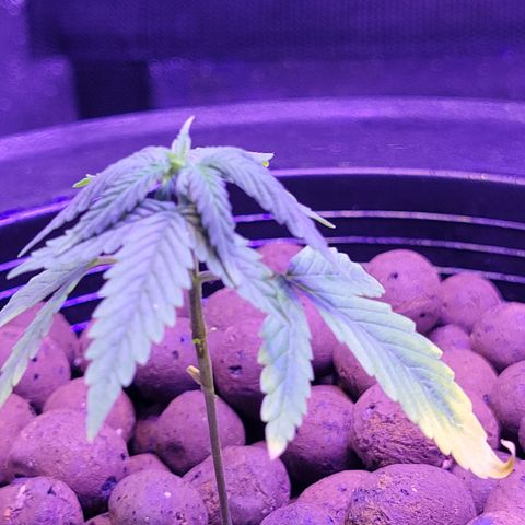 RoMelly growlog timeline photo