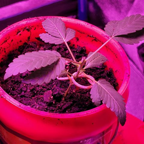 RoMelly growlog timeline photo