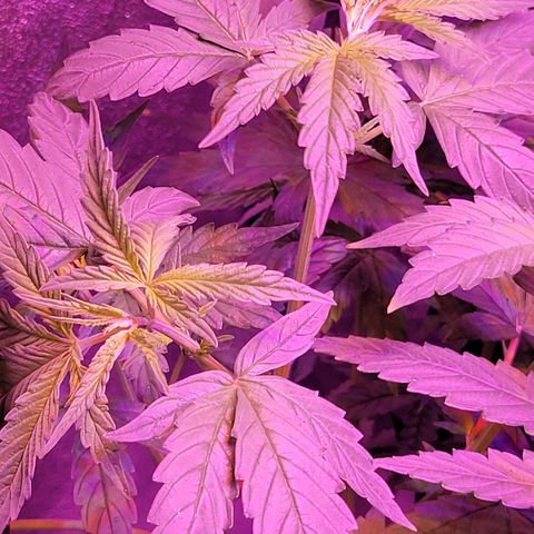 RoMelly growlog timeline photo