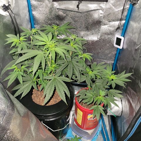 RoMelly growlog timeline photo