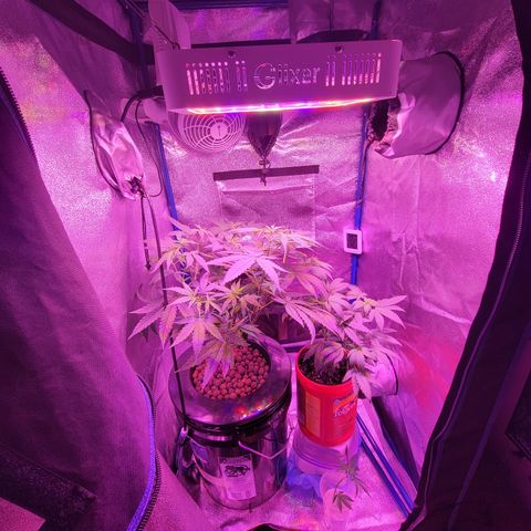 RoMelly growlog timeline photo