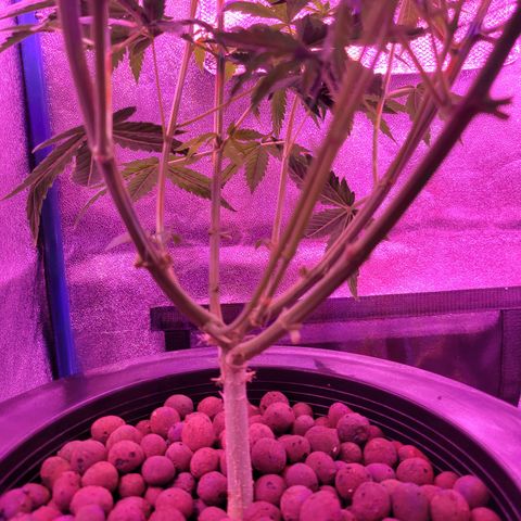 RoMelly growlog timeline photo