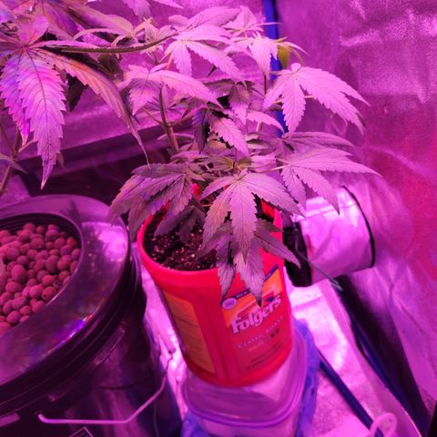 RoMelly growlog timeline photo