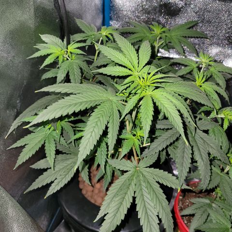 RoMelly growlog timeline photo