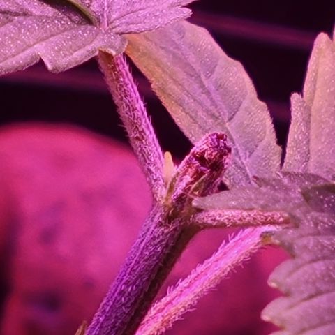RoMelly growlog timeline photo