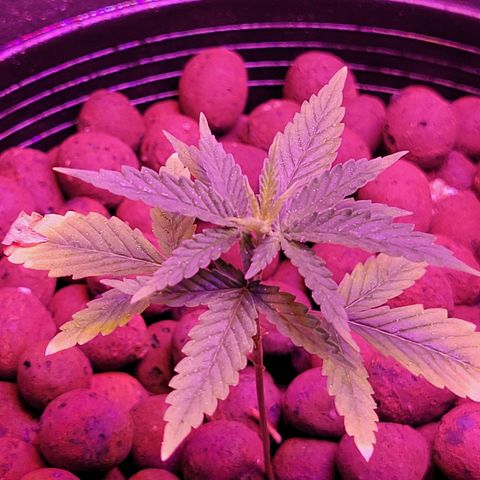 RoMelly growlog timeline photo