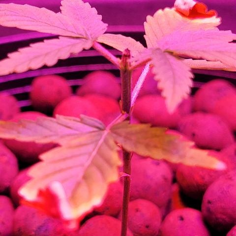 RoMelly growlog timeline photo