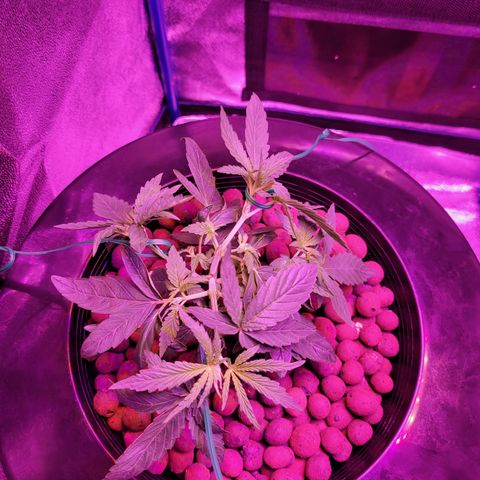 RoMelly growlog timeline photo