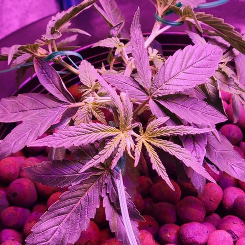 RoMelly growlog timeline photo