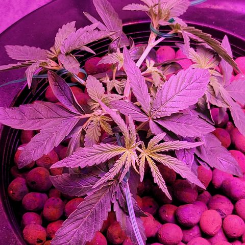 RoMelly growlog timeline photo