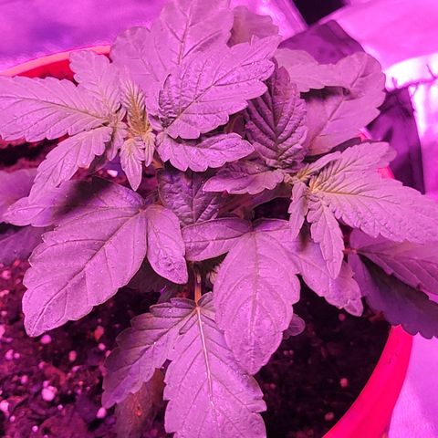 RoMelly growlog timeline photo