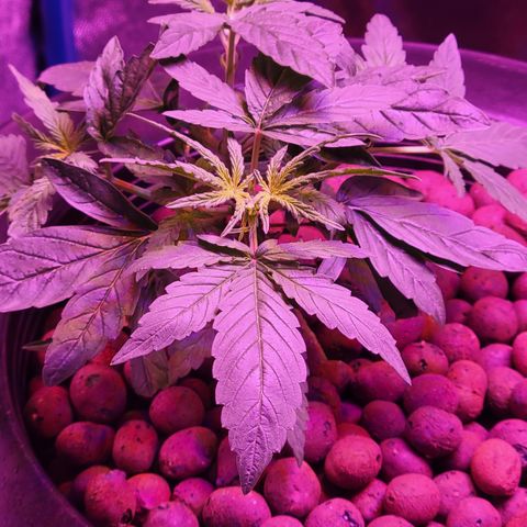 RoMelly growlog timeline photo