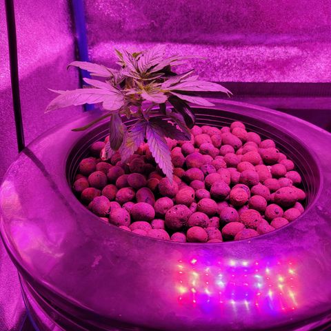 RoMelly growlog timeline photo