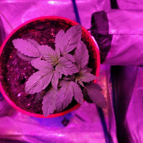 RoMelly growlog timeline photo