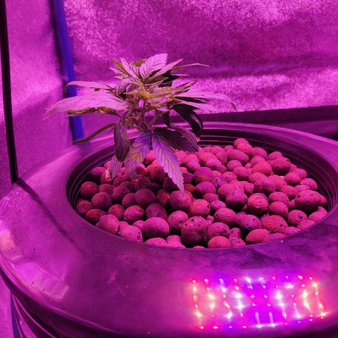 RoMelly growlog timeline photo