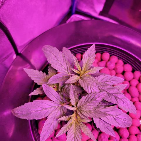 RoMelly growlog timeline photo