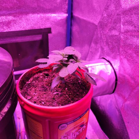 RoMelly growlog timeline photo