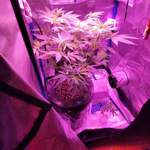 RoMelly growlog timeline photo