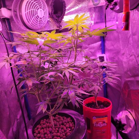 RoMelly growlog timeline photo