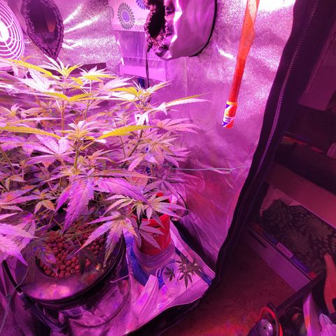 RoMelly growlog timeline photo