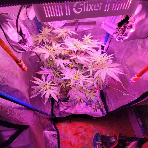 RoMelly growlog timeline photo