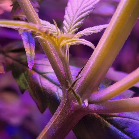 RoMelly growlog timeline photo