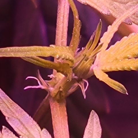 RoMelly growlog timeline photo