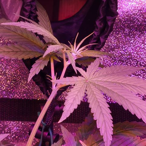 RoMelly growlog timeline photo