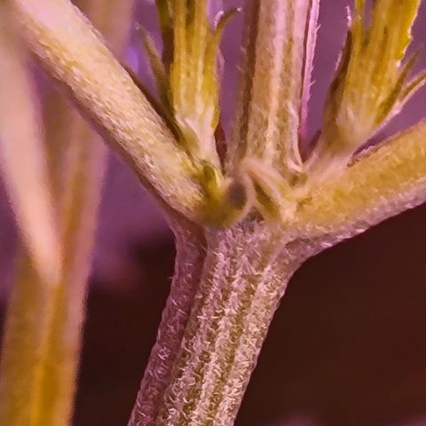 RoMelly growlog timeline photo