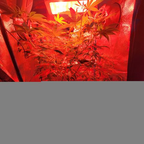 RoMelly growlog timeline photo