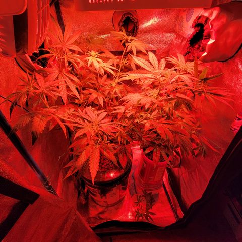 RoMelly growlog timeline photo