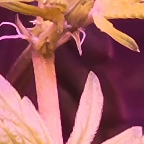 RoMelly growlog timeline photo