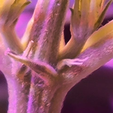 RoMelly growlog timeline photo