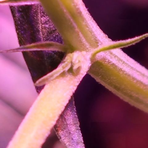 RoMelly growlog timeline photo