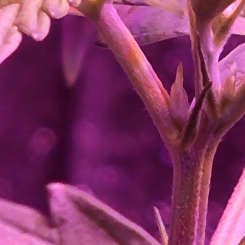 RoMelly growlog timeline photo