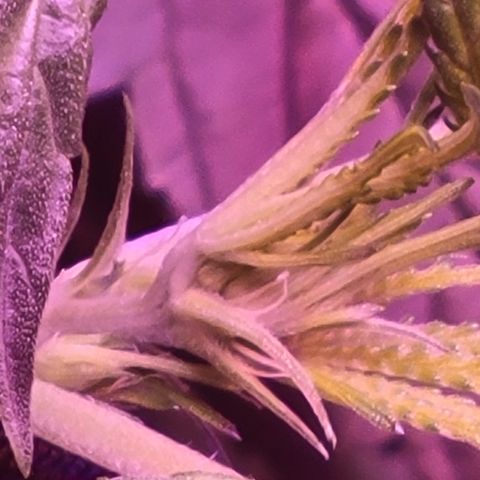 RoMelly growlog timeline photo