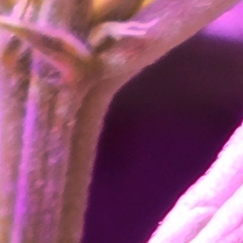 RoMelly growlog timeline photo