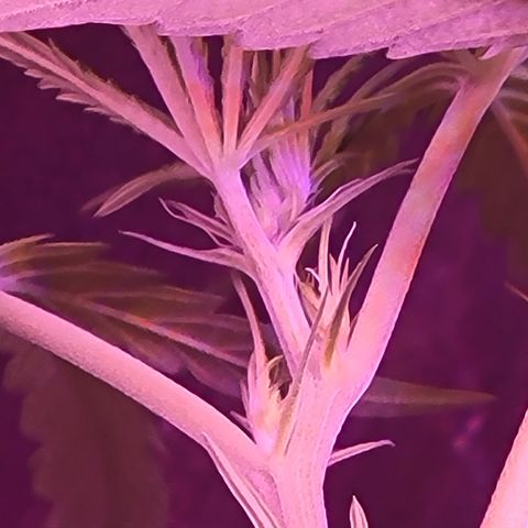 RoMelly growlog timeline photo
