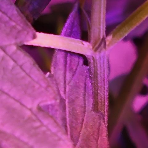 RoMelly growlog timeline photo