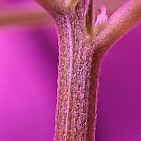 RoMelly growlog timeline photo