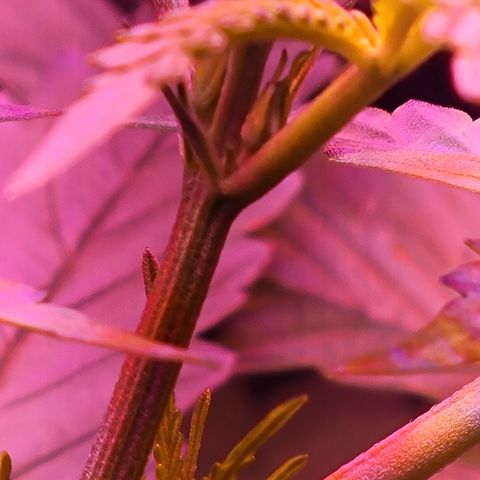 RoMelly growlog timeline photo