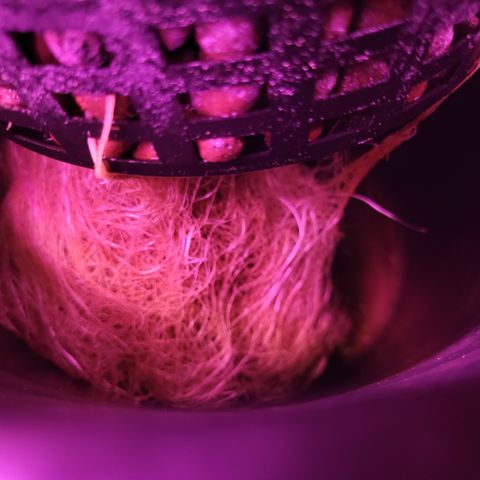 RoMelly growlog timeline photo
