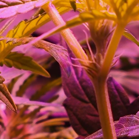 RoMelly growlog timeline photo